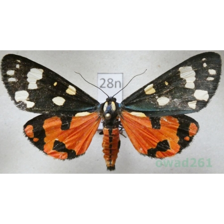 Callimorpha dominula (Linnaeus, 1758) Krasopani poziomkówka Poland28n